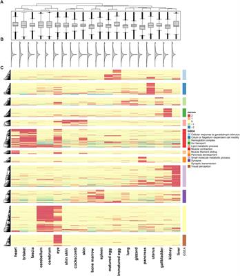 Identification of DNA-Methylated CpG Islands Associated With Gene Silencing in the Adult Body Tissues of the Ogye Chicken Using RNA-Seq and Reduced Representation Bisulfite Sequencing